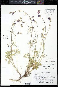 Sidalcea multifida image