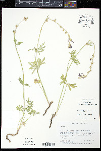 Sidalcea multifida image