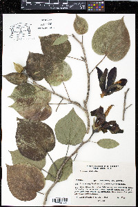 Hibiscus elatus image