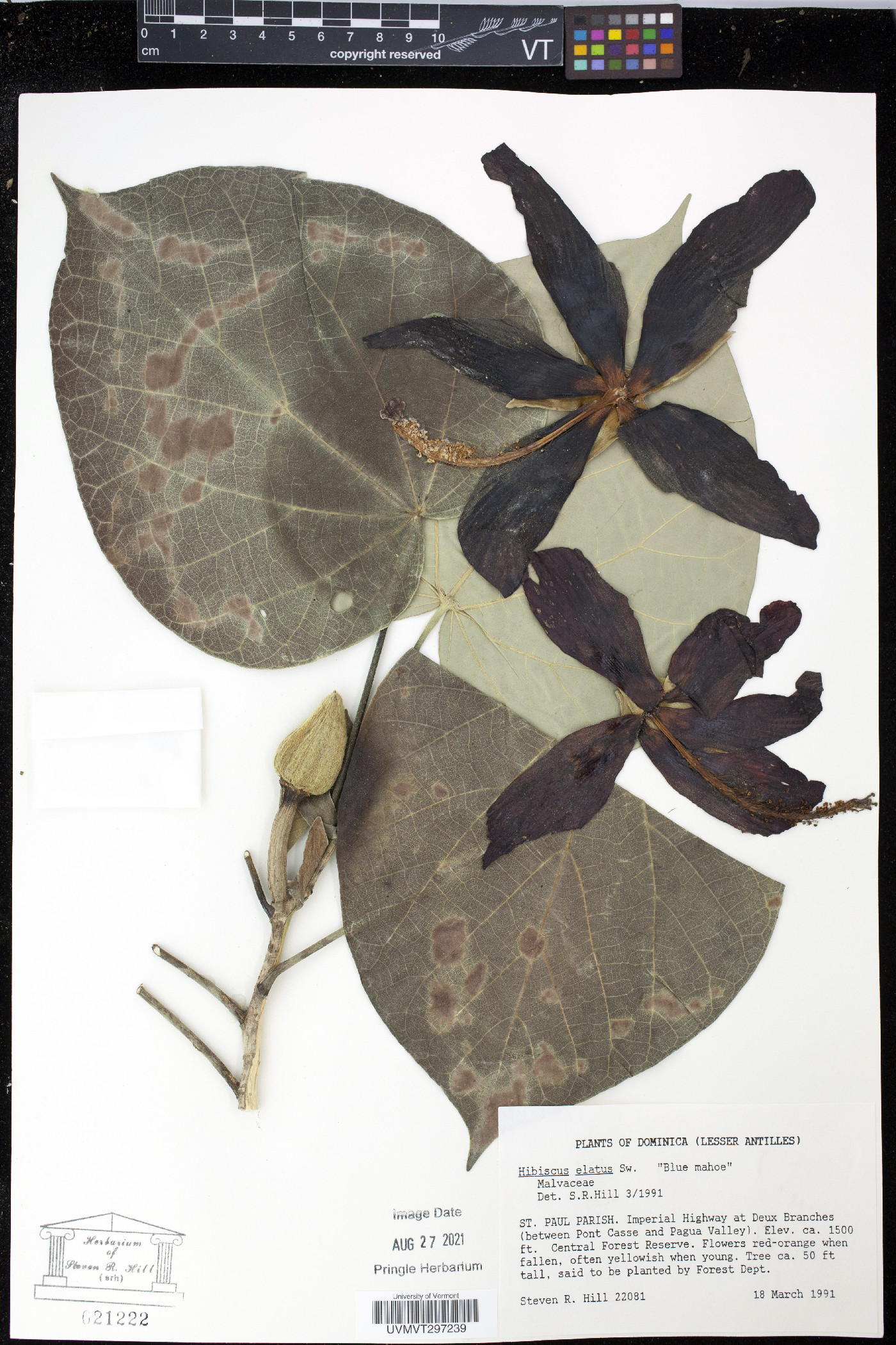 Hibiscus elatus image