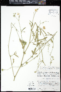 Hibiscus geranioides image