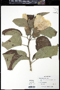 Hibiscus lasiocarpos image