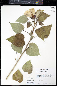 Hibiscus lasiocarpos image