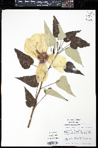 Hibiscus lasiocarpos image