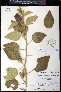 Hibiscus austrinus image