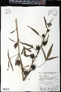 Hibiscus sabdariffa image