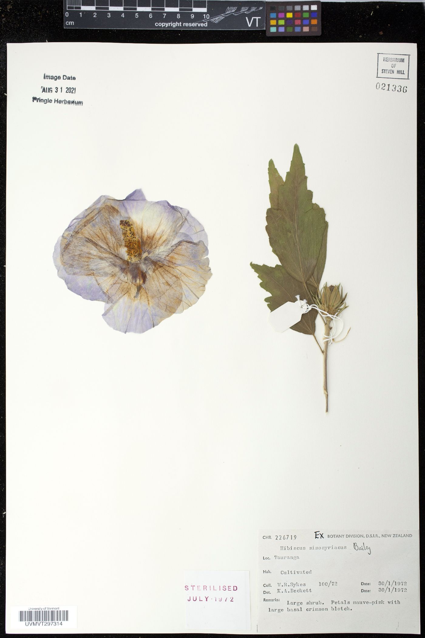 Hibiscus sinosyriacus image