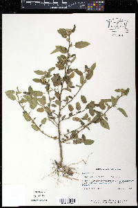 Sida spinosa image