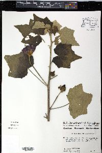Phymosia umbellata image