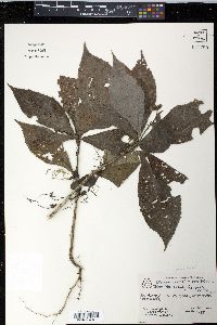 Pavonia schiedeana image