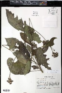 Pavonia schiedeana image