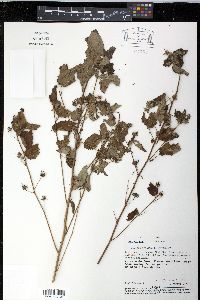 Pavonia paniculata image