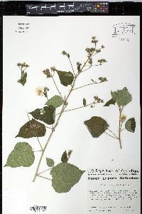 Pavonia paniculata image