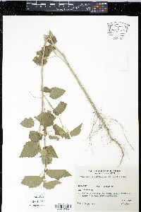 Pseudabutilon callimorphum image