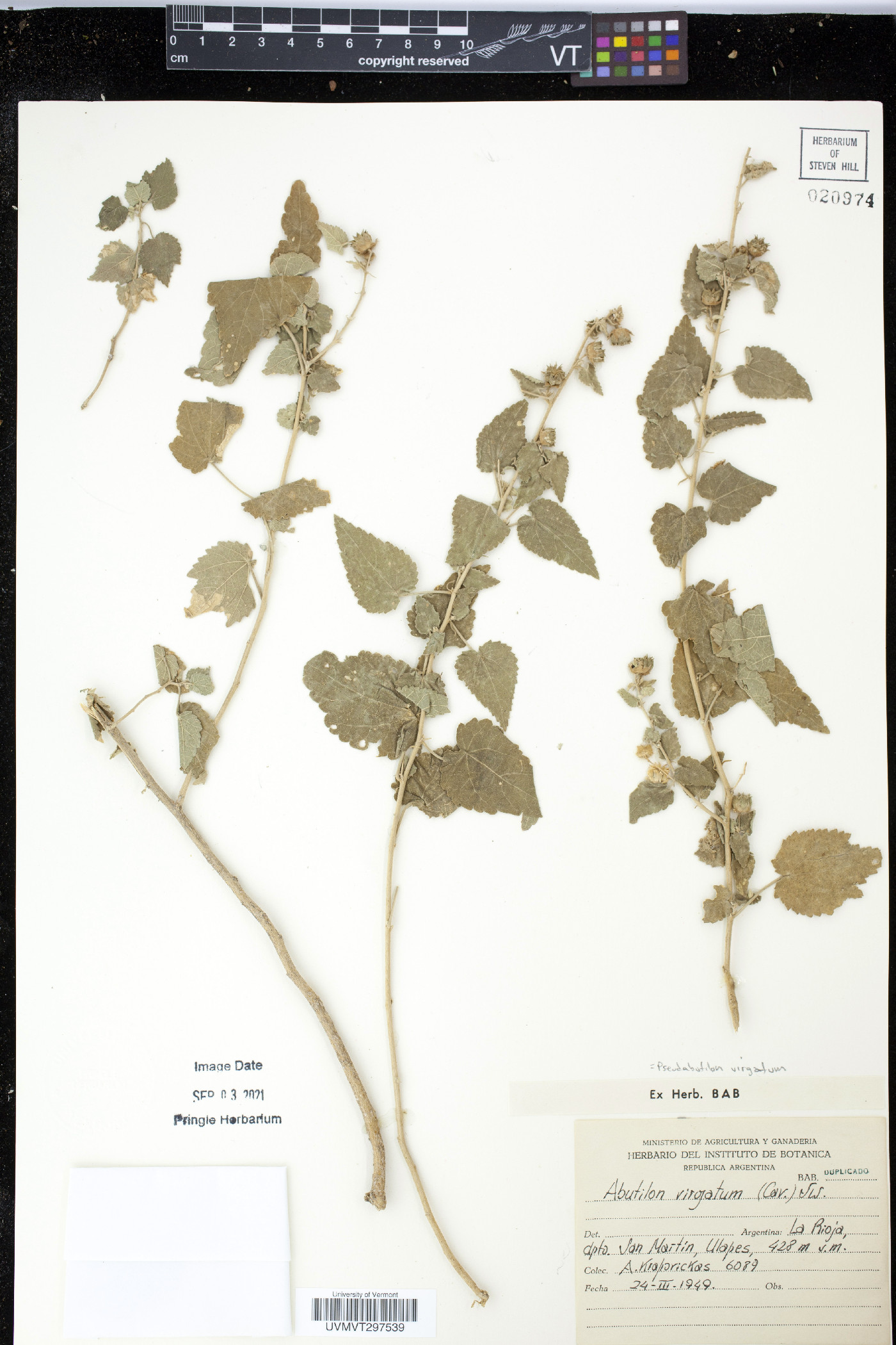 Abutilon virgatum image