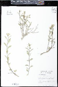 Sida rhombifolia image