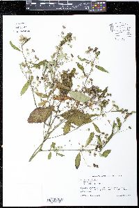 Sida rhombifolia image