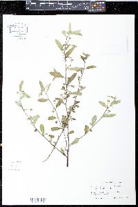 Sida rhombifolia image