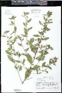 Sida rhombifolia image