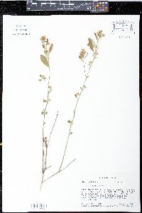 Sida rhombifolia image