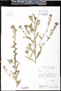 Sida rhombifolia image