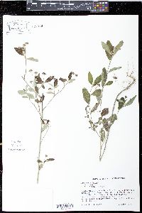 Sida rhombifolia image