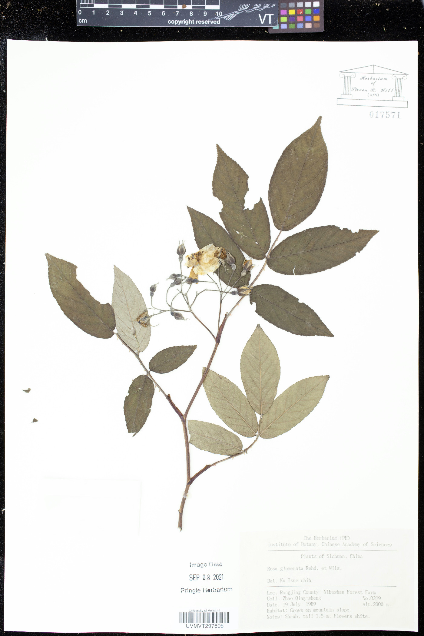 Rosa glomerata image