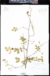 Rosa gymnocarpa image