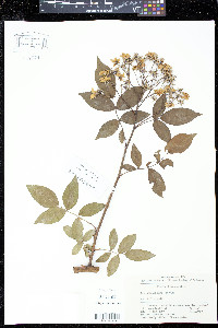 Rosa helenae image