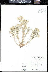 Potentilla pensylvanica image