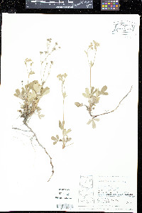 Sibbaldiopsis tridentata image