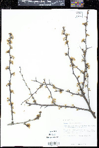 Prunus angustifolia image