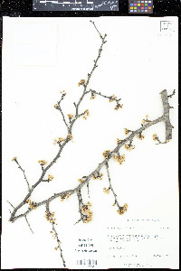 Prunus angustifolia image