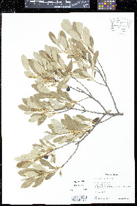 Prunus besseyi image