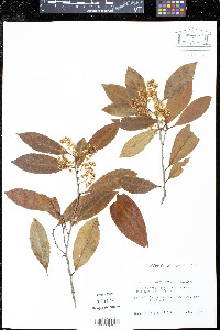 Prunus caroliniana image