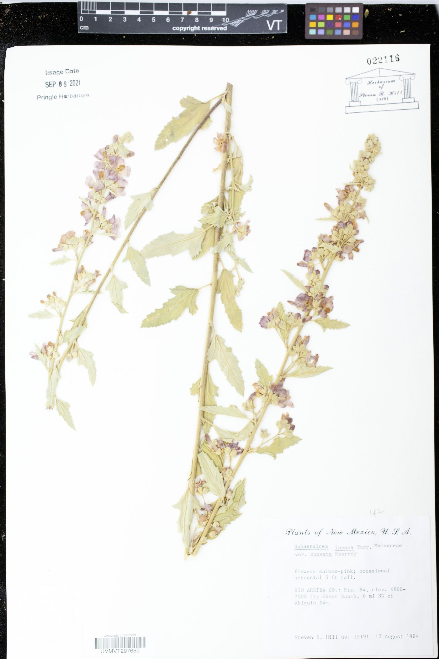 Sphaeralcea incana subsp. cuneata image