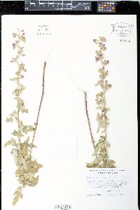 Sphaeralcea incana image