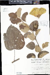 Thespesia thespesioides image