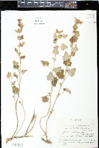 Sphaeralcea cordobensis image