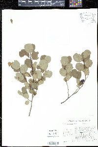Image of Prunus gravesii