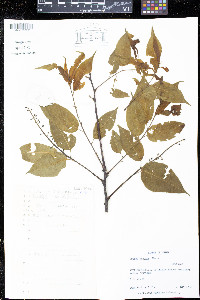 Prunus grayana image