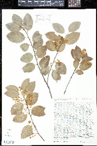 Prunus ilicifolia image