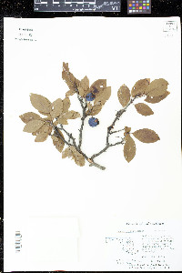 Prunus maritima image