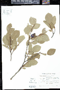 Prunus maritima image