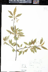 Prunus pensylvanica image