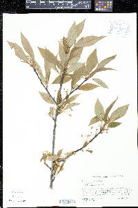 Prunus pensylvanica image