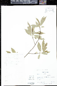 Prunus persica image