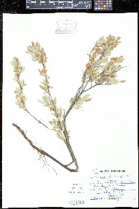 Prunus pumila image