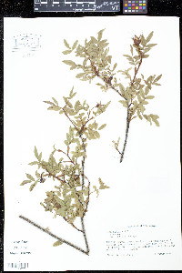 Rosa nitida image