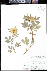 Rosa palustris image